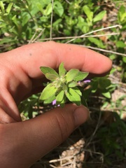 Dyschoriste oblongifolia