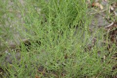 Asparagus maritimus