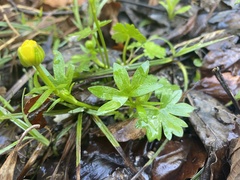 Ranunculus montanus