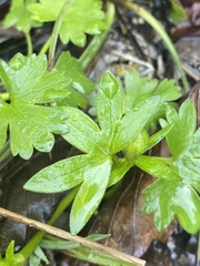 Ranunculus montanus