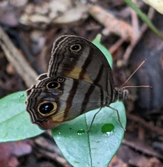Magneuptychia harpyia
