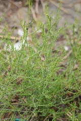 Asparagus maritimus