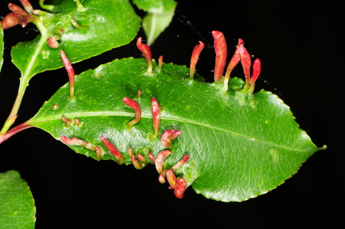 Black Cherry Leaf Gall Mite