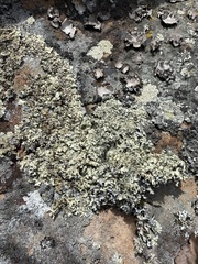 Xanthoparmelia viriduloumbrina