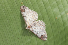 Iridopsis aglauros