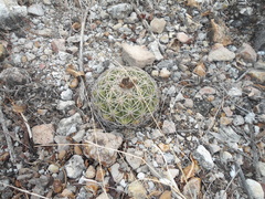 Coryphantha retusa