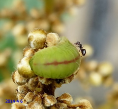 Hypolycaena philippus philippus
