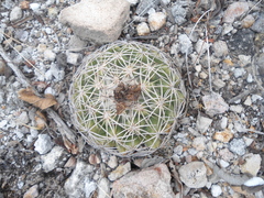 Coryphantha retusa