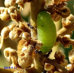 Hypolycaena philippus philippus