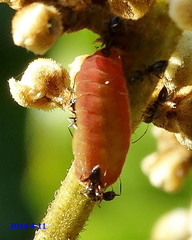 Hypolycaena philippus philippus