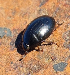 Sphaeridium marginatum