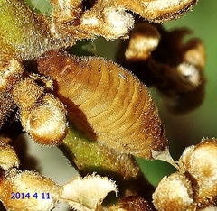 Hypolycaena philippus philippus