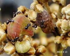 Hypolycaena philippus philippus