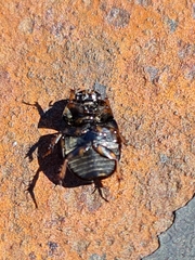 Sphaeridium marginatum