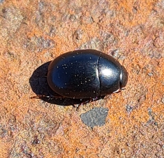 Sphaeridium marginatum
