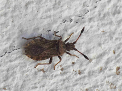 Strobilotoma typhaecornis