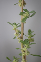 Amaranthus anderssonii
