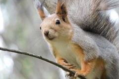 Sciurus vulgaris