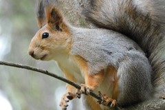 Sciurus vulgaris