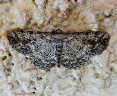 Pterotaea newcombi