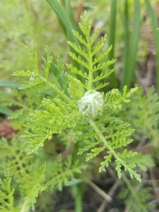 Achillea nobilis