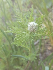 Achillea nobilis
