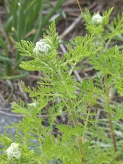 Achillea nobilis