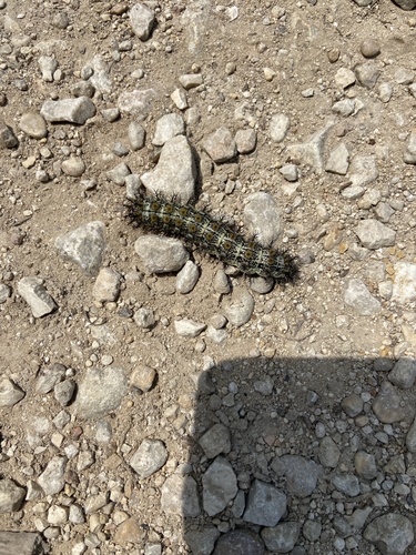 Texas Buck Moth photo 4