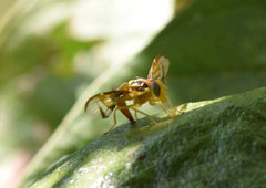 Anastrepha fraterculus