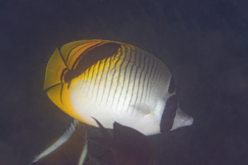 Spotnape butterflyfish (Chaetodon oxycephalus) — Chaetodontidae — 2