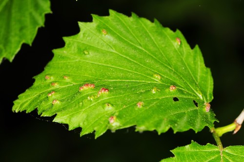 Eriophyes paraviburni