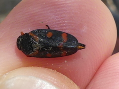Cercopis intermedia