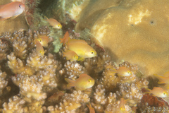 Pseudanthias huchtii