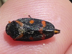 Cercopis intermedia