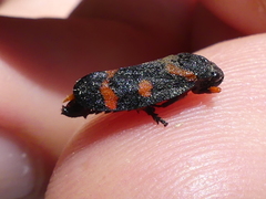 Cercopis intermedia
