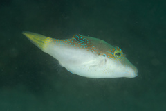 Canthigaster epilampra
