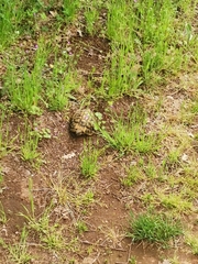 Testudo hermanni hermanni