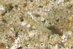 Amblyeleotris guttata