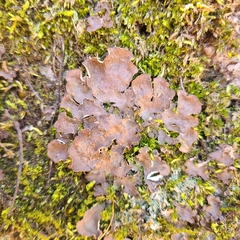 Peltigera evansiana