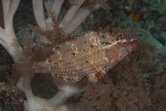 Pteragogus enneacanthus