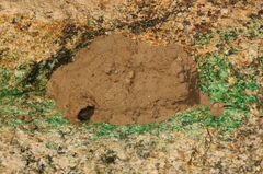 Sceliphron caementarium