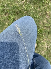Bouteloua rigidiseta