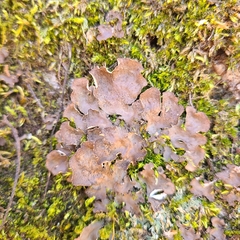 Peltigera evansiana