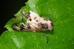 Entomophthoraceae