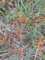 Mimosa hystricina