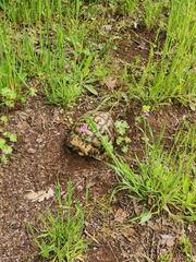 Testudo hermanni hermanni