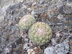 Coryphantha retusa