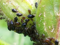 Brachycaudus lychnidis