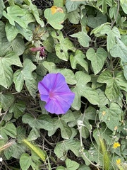Ipomoea indica