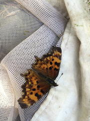 Polygonia oreas